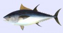 thunnus thynnus,katsuwonus pelamis,bluefin,