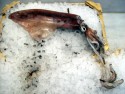  Logigo vulgaris