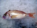 Pagellus erythrinus