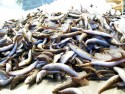 Spicara amis