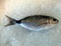 Oblada melanura
