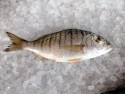 Lithognathus mormyrus