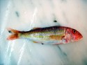 Mullus surmuletus