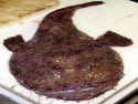 Lophius piscatorius