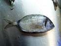 Diplodus sargus