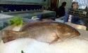 Epinephelus aeneus